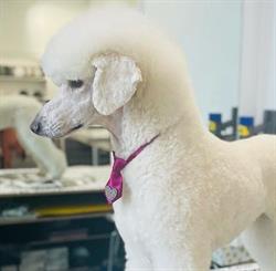 Simply Stylish Dog Grooming Salon