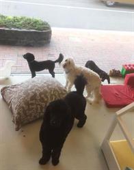 Hound Grooming studio