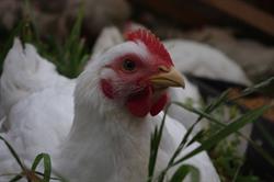 Mirboo Pastured Poultry
