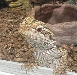 Reptarium