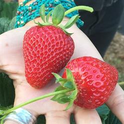 Beechworth Berries