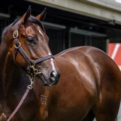 Warrandale Stud