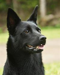 Pine Rivers Dog Training Club Inc