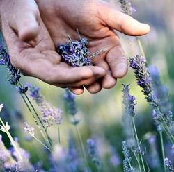 Nannup Lavender Farm Cafe and campground
