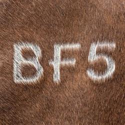 Berkeley Park Stud Pty Ltd