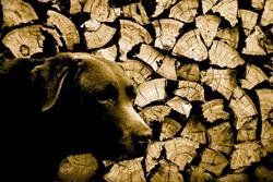 Brown Dog Furniture