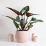 Plants