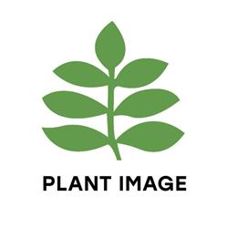 Plant Image
