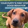8_Positive K9 Training_puppy school Melbourne services.jpg