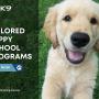 3_Positive K9 Training_Tailored Puppy School Programs.jpg