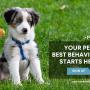 5_Positive K9 Training_Your Pet_s Best Behavior Starts Here.jpg
