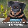 6_Positive K9 Training_Transforming Pups into Polite Pets.jpg