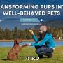 10_Positive K9 Training_Transforming Pups into Well-Behaved Pets.jpg