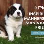 12_Positive K9 Training_Inspiring Manners in Man_s Best Friend.jpg