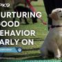 8_Positive K9 Training_Nurturing Good Behavior Early On.jpg