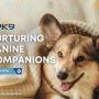 3_Positive K9 Training_Nurturing  Canine  Companions.jpg