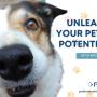 2_Positive K9 Training_Unleash Your Pet_s Potential.jpg