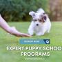 6_Positive K9 Training_Expert Puppy School Programs.jpg