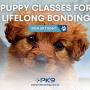 2_Positive K9 Training_Puppy Classes for Lifelong Bonding.jpg
