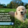 2_Positive K9 Training_puppy training programs designed to nurture your young pet.jpg