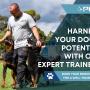 1_Positive K9 Training_comprehensive dog training services to meet the needs of every furry friend.jpg
