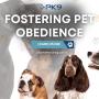 4_Positive K9 Training_Fostering Pet Obedience.jpg