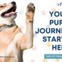 9_Positive K9 Training_Your Pup_s Journey Starts  Here.jpg