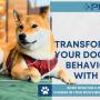 9_Positive K9 Training_professional puppy training services in Melbourne.jpg