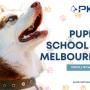 2_Positive K9 Training_Puppy School in Melbourne.jpg