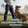4_Positive K9 Training_Unleashing Your Dog_s Potential.jpg