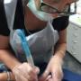 Medical image.... Cosmetic Tattoo,
Areola Tattoo for an amazing Lady.
Beyond Skin Face And Body.