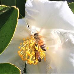 North Shore Bee Keepers Association