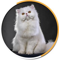 Gold Class Cattery