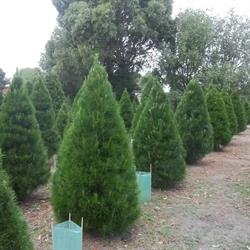 Keysborough Christmas Tree Farm