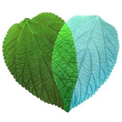 Accounting Heart Pty Ltd