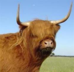 BAIRNSLEY Highland Cattle