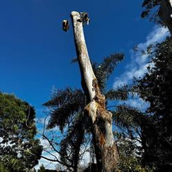 BPL Tree Services
