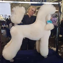 KT's Dog and Cat Grooming Academy