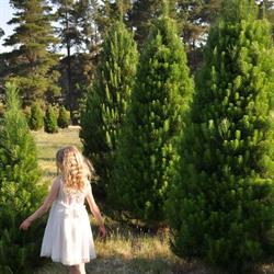 Sunbury Christmas Tree Farm