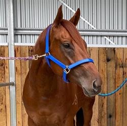 Equus Pty Ltd