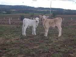 Mountview Charolais