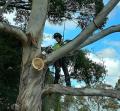 Arborist Reports