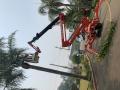 Palm Tree Services