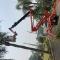 Palm-tree-services