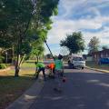 Tree Lopping