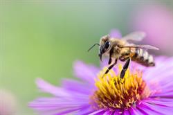 Adelaide Beekeeping Supplies