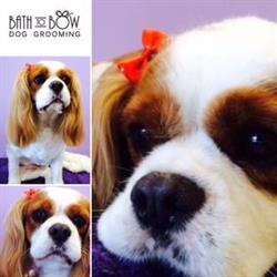 Bath to Bow Dog & Cat Groomer