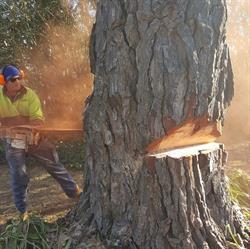 Aussie Tree Fellers