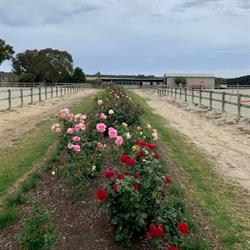Woolbrae Equestrian