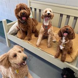 DogZone Grooming